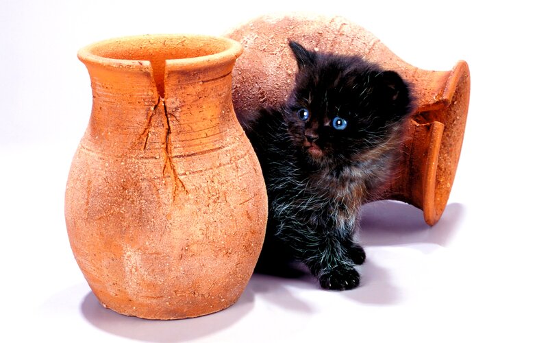 Black Kitten with Blue Eyes — Brown