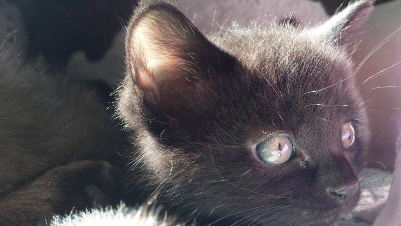 Black Kitten with Blue Eyes — Calm, Afternoon, Photograph, Cat
