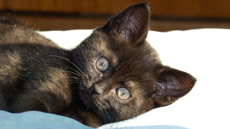 Black Kitten with Blue Eyes — Calm, Afternoon