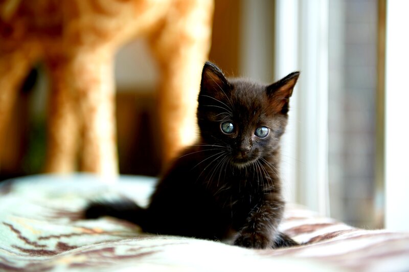 Black Kitten with Blue Eyes — Calm, Morning