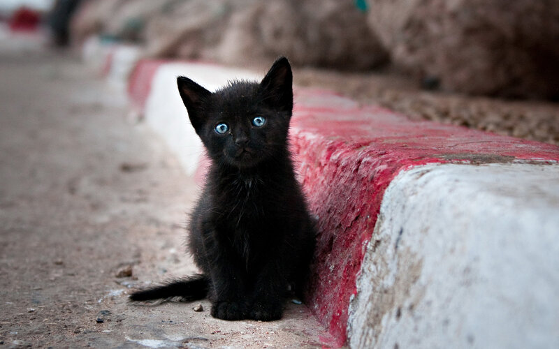 Black Kitten with Blue Eyes — Calm, Photograph