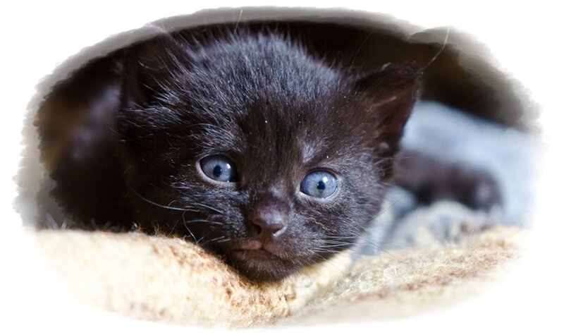 Black Kitten with Blue Eyes — Calm