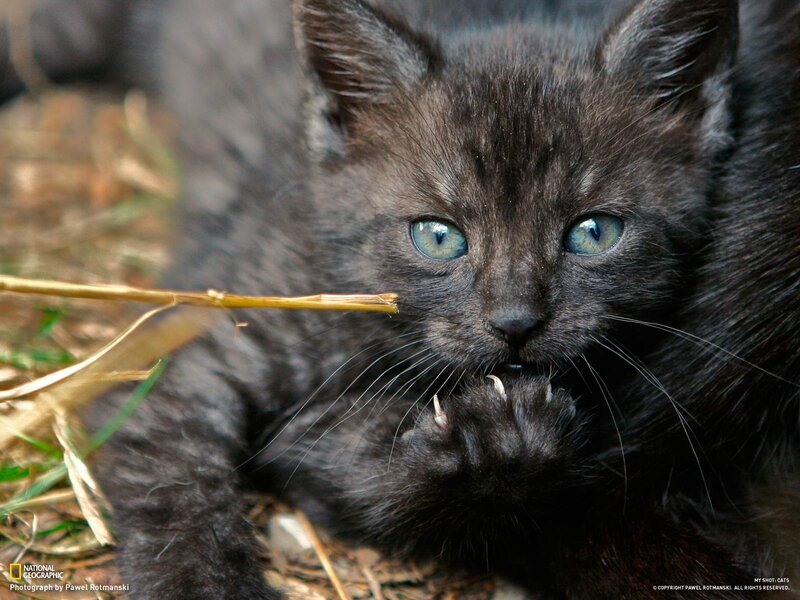 Black Kitten with Blue Eyes — Curious, Afternoon