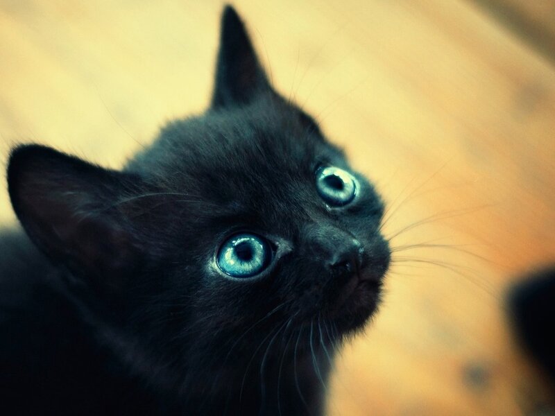 Black Kitten with Blue Eyes — Curious, Photograph