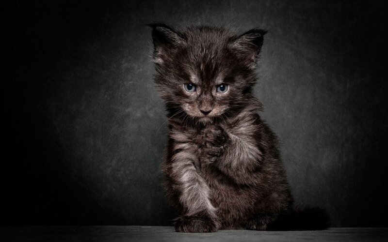 Black Kitten with Blue Eyes — Dramatic, Photograph, Dark Background