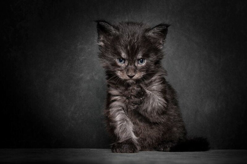 Black Kitten with Blue Eyes — Dramatic, Photograph