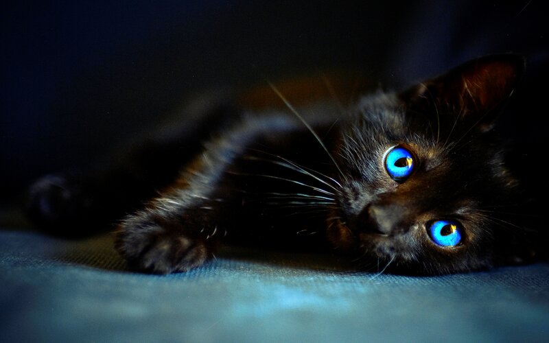 Black Kitten with Blue Eyes — Dramatic