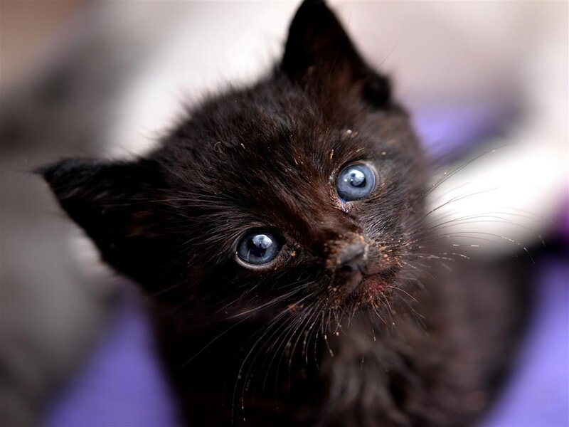 Black Kitten with Blue Eyes — Innocent, Photograph