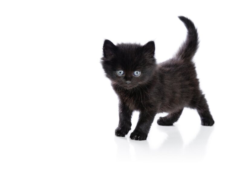 Black Kitten with Blue Eyes — Innocent, Photograph, White Background