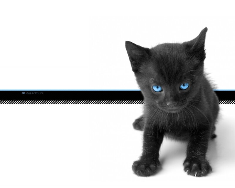 Black Kitten with Blue Eyes — Innocent