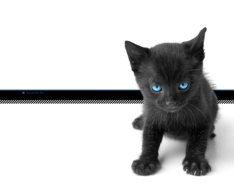 Black Kitten with Blue Eyes — Neutral, Photograph