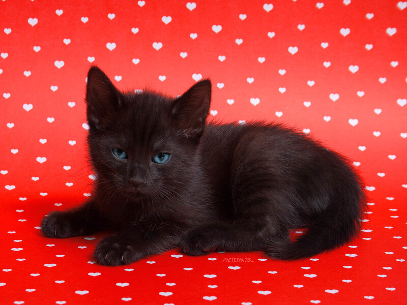 Black Kitten with Blue Eyes — Red