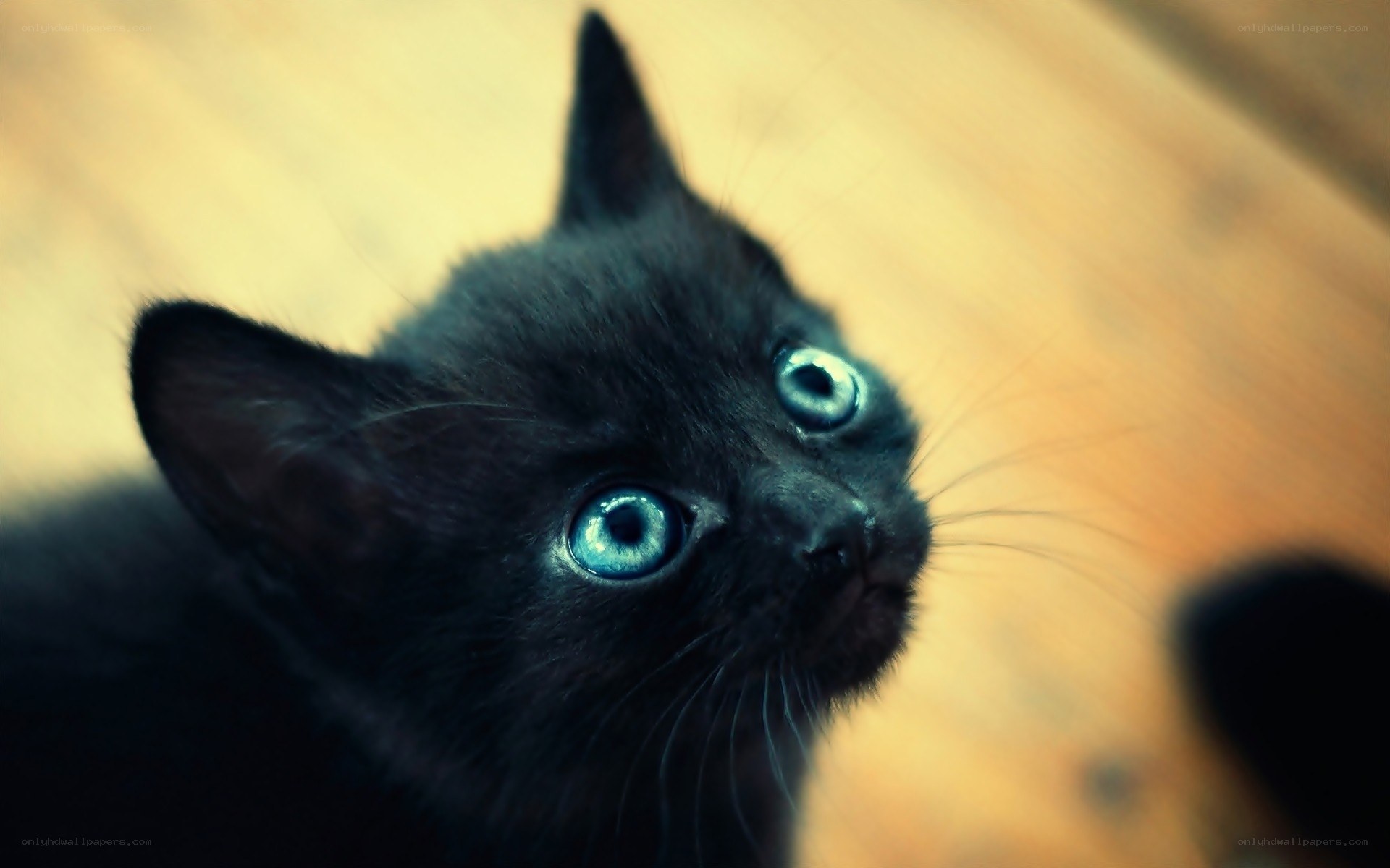 black kitten with blue eyes