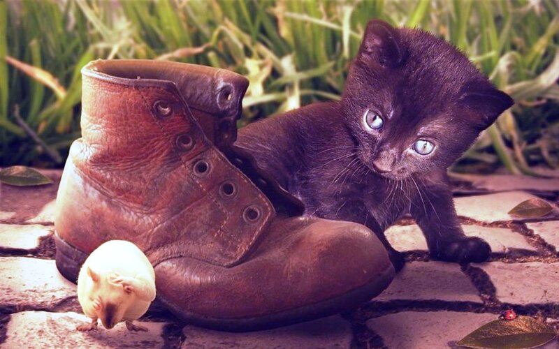 Black Kitten with Boot