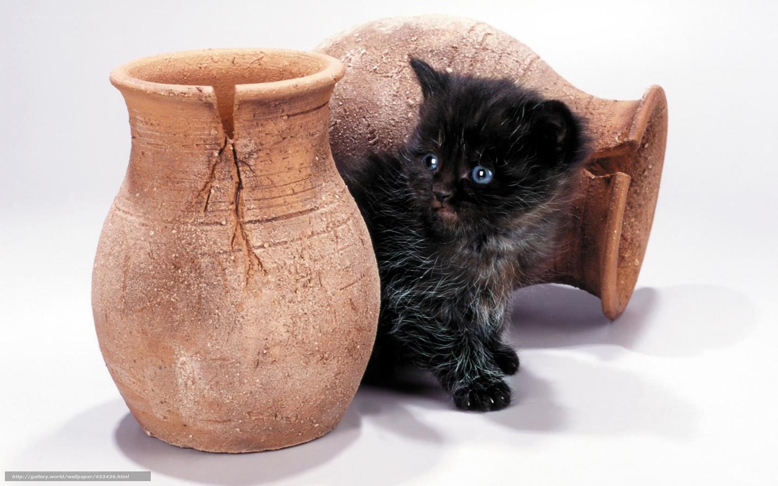 black kitten with clay pots