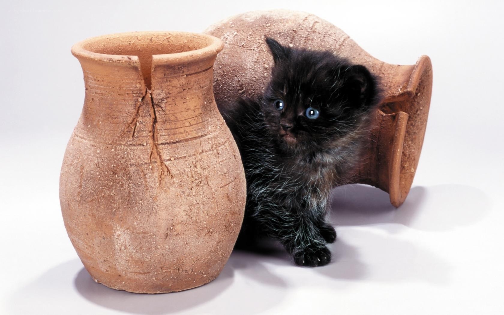 black kitten with clay pots