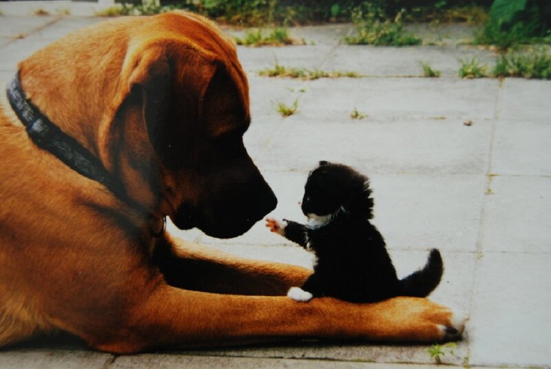 Black Kitten with Dog