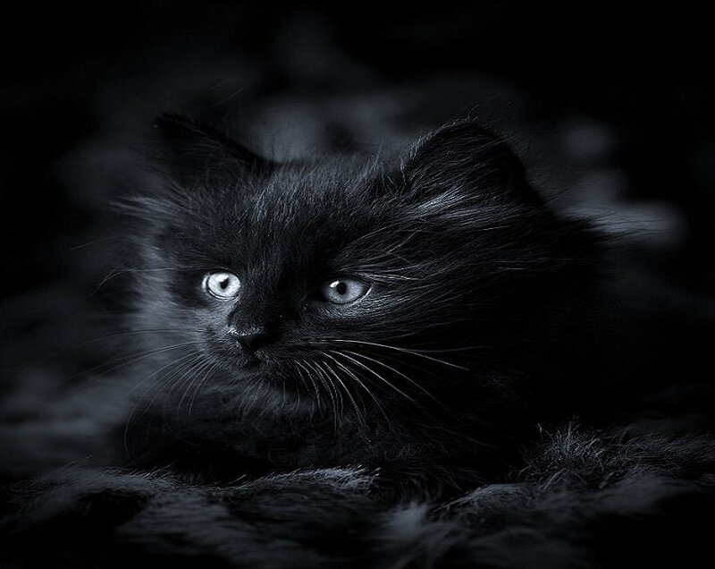 black kitten with glowing eyes
