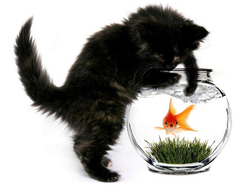 Black Kitten with Goldfish — Curious, Photograph, Fishbowl
