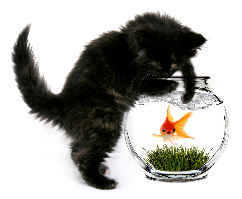 Black Kitten with Goldfish — Curious