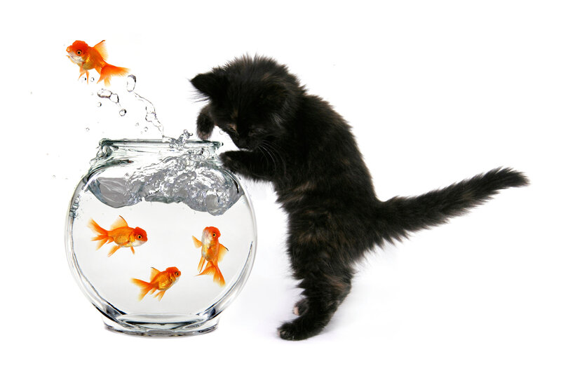 Black Kitten with Goldfish