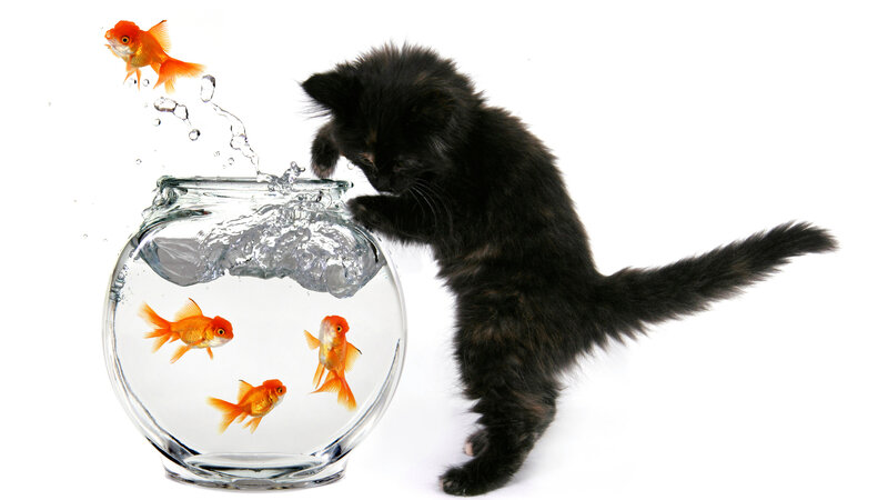 Black Kitten with Goldfish — White