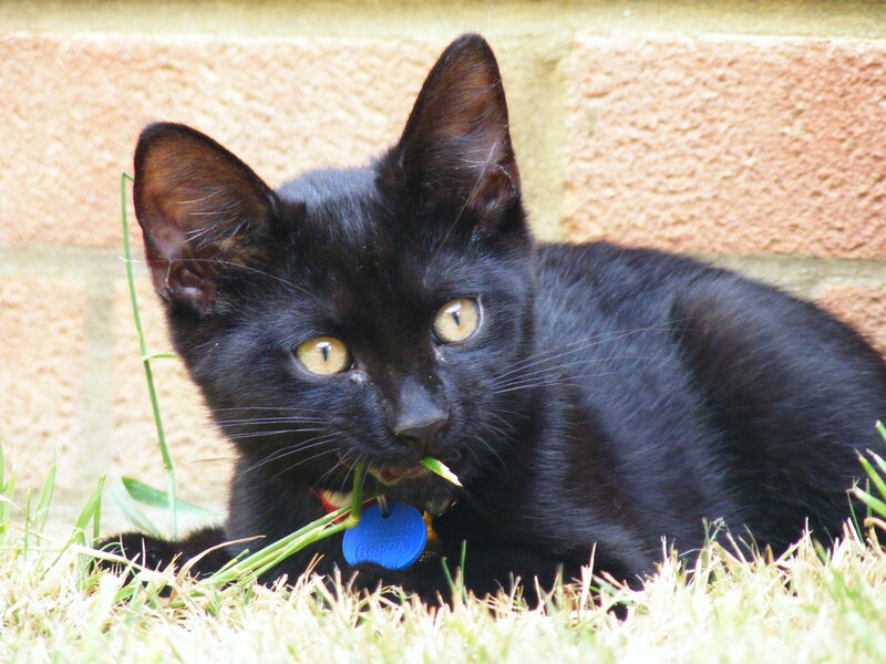 Black kitten with grass