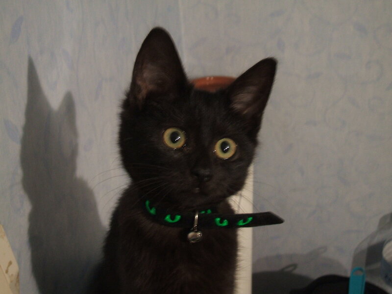 black kitten with green collar