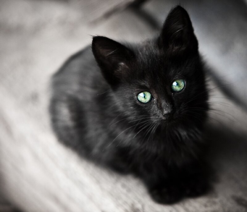 Black Kitten with Green Eyes — Calm, Photograph