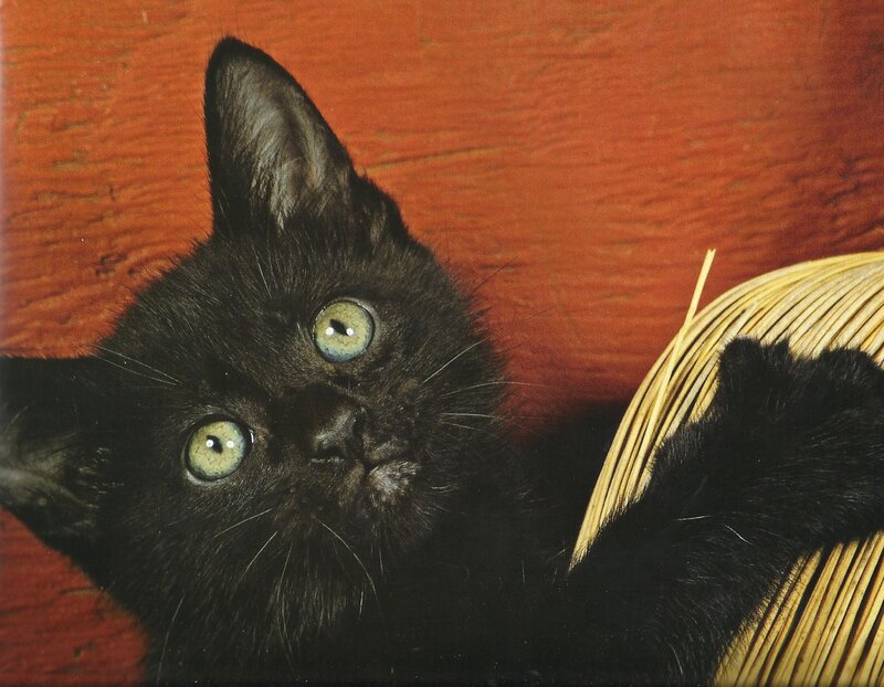 Black Kitten with Green Eyes — Calm, Photograph, Wooden Surface