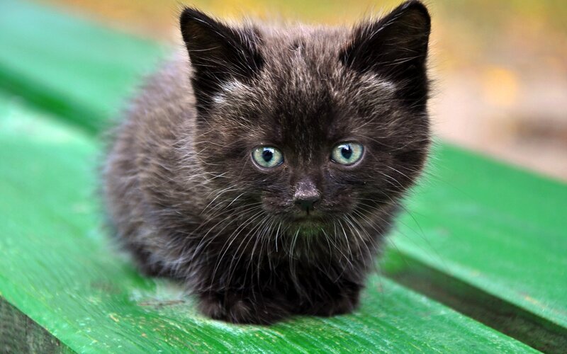 Black Kitten with Green Eyes — Curious