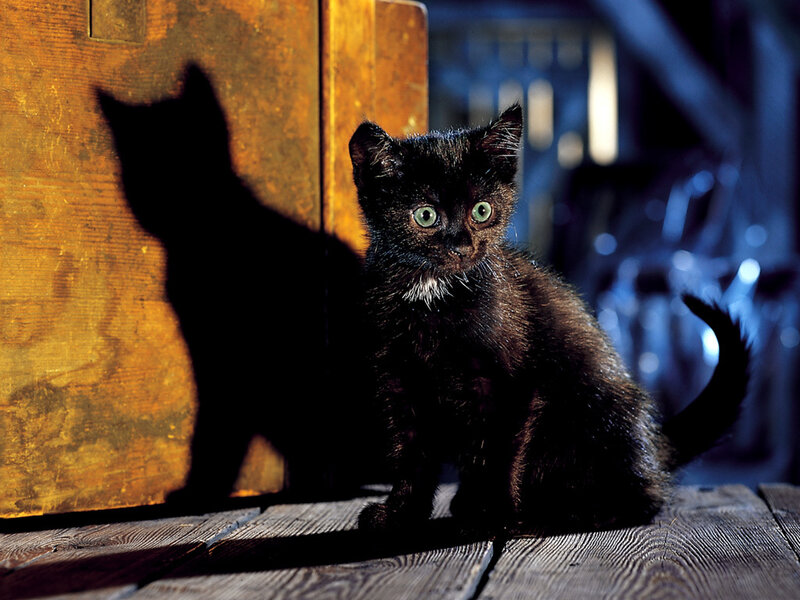 Black Kitten with Green Eyes — Dramatic