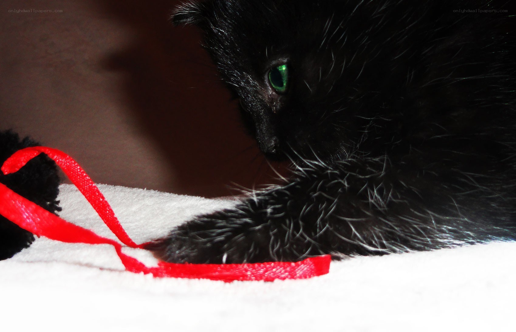 black kitten with green eyes