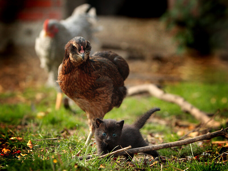 Black Kitten with Hen
