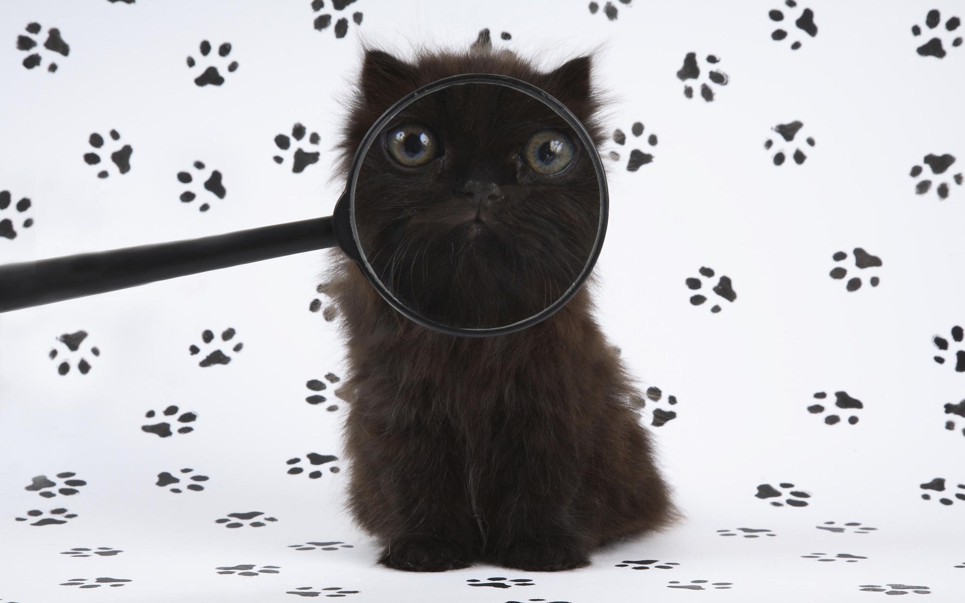 black kitten with magnifying glass