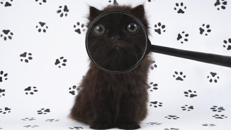 Black Kitten with Magnifying Glass — Curious, Photograph