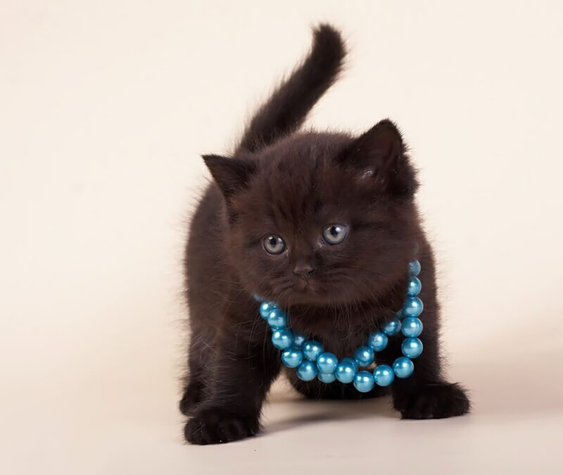 Black Kitten with Necklace