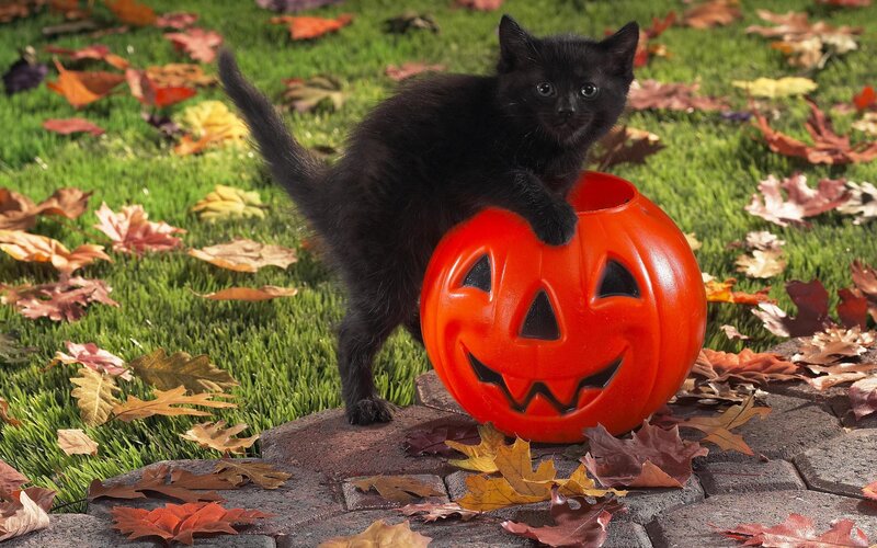 black kitten with pumpkin