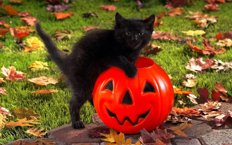 Black Kitten with Pumpkin — Green