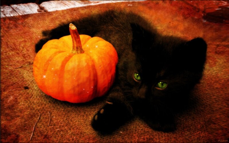 Black Kitten with Pumpkin — Orange