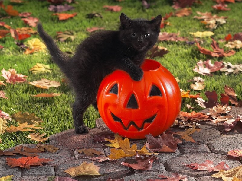 Black kitten with pumpkin