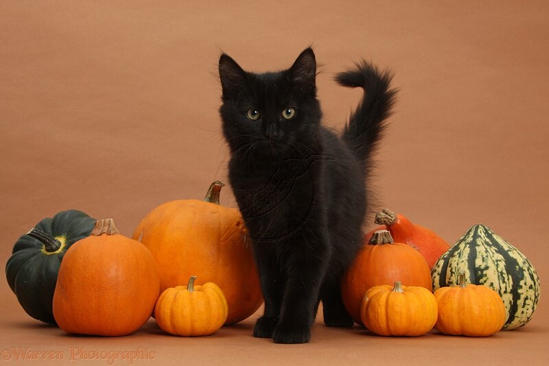 Black Kitten with Pumpkins — Orange, Calm