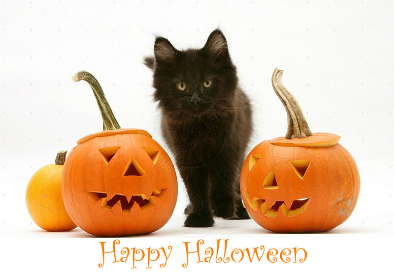 Black Kitten with Pumpkins — Orange, Festive