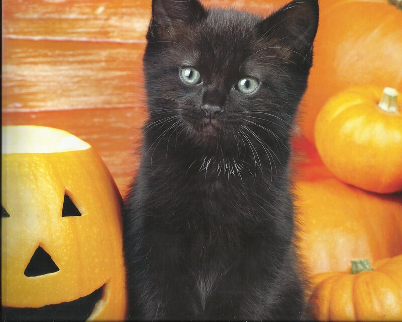 Black Kitten with Pumpkins — Orange