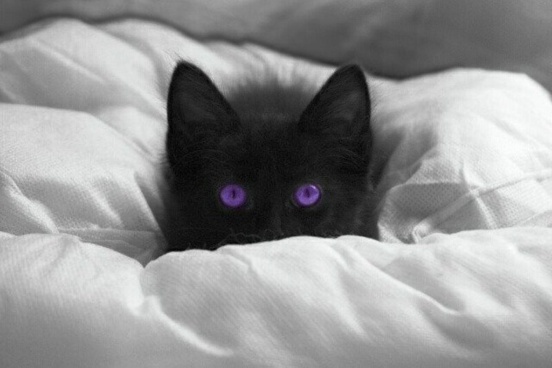 Black Kitten with Purple Eyes