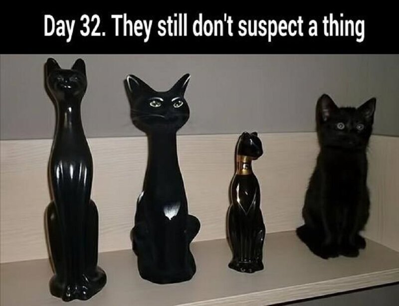 Black Kitten with Statues