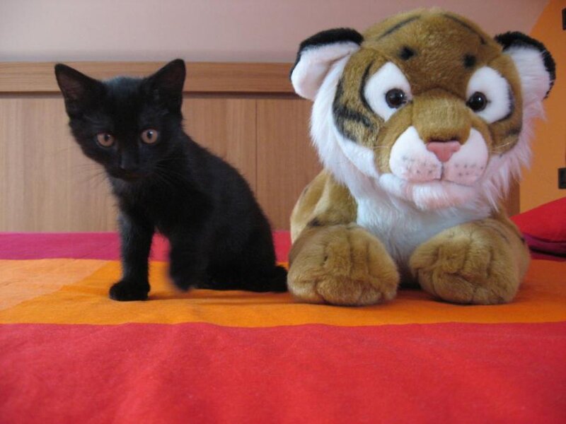Black Kitten with Stuffed Tiger