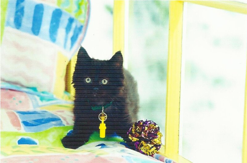 Black Kitten with Tag