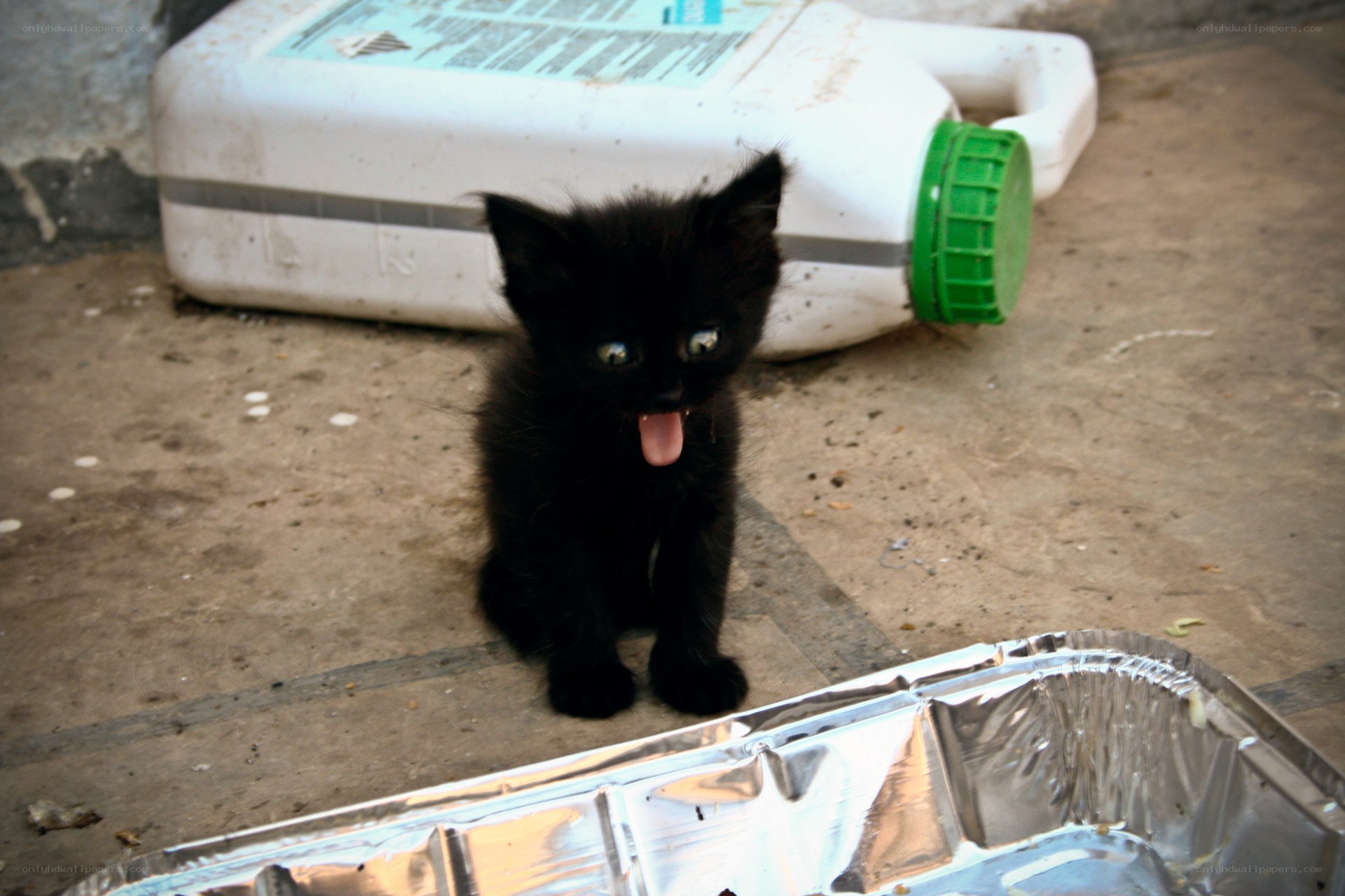black kitten with tongue out