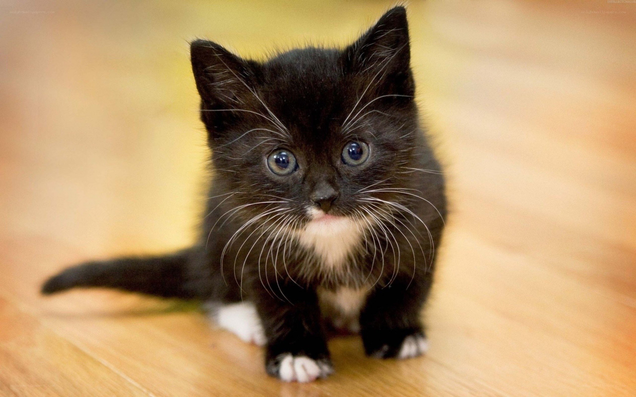 black kitten with white paws